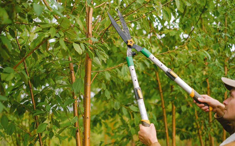 Tree trimming in Otley, IA
